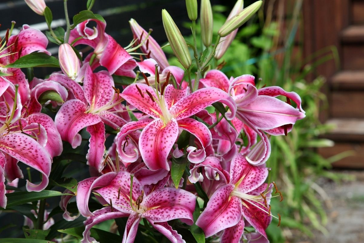 Gilding The Lily: The Ultimate Guide To Lilies
