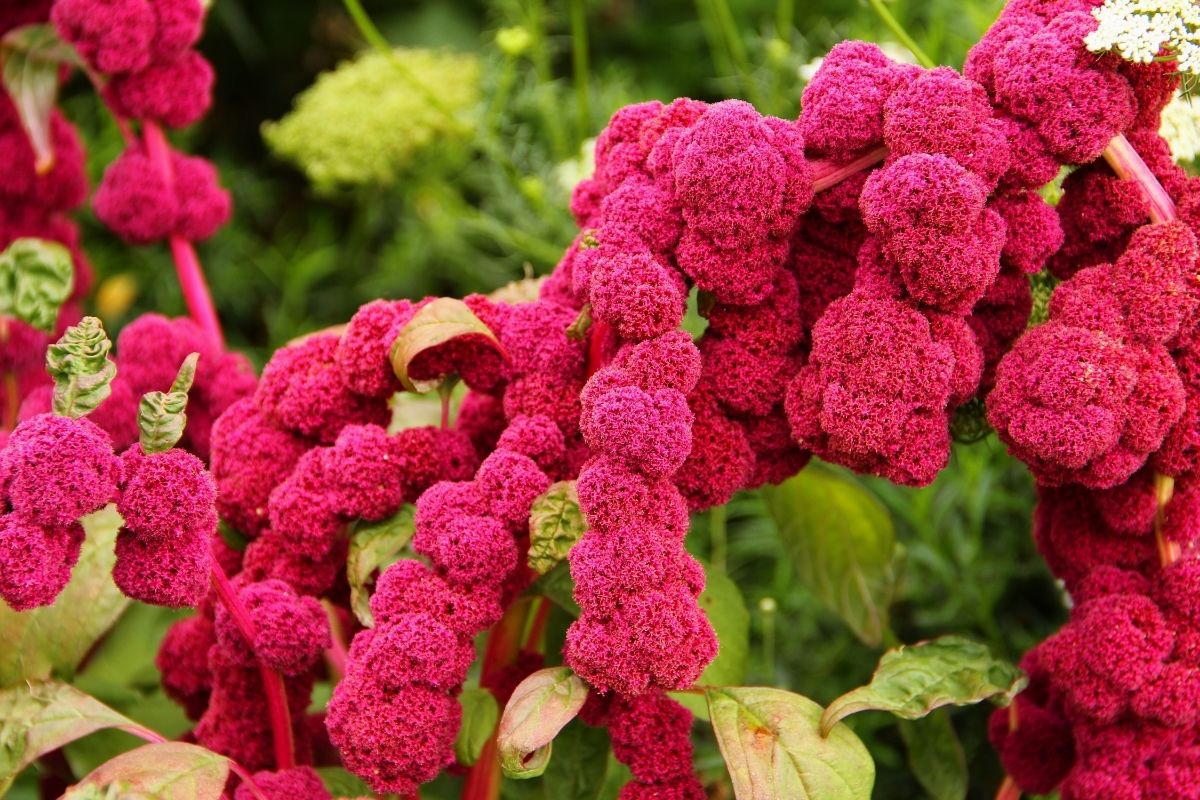 Globe Amaranth