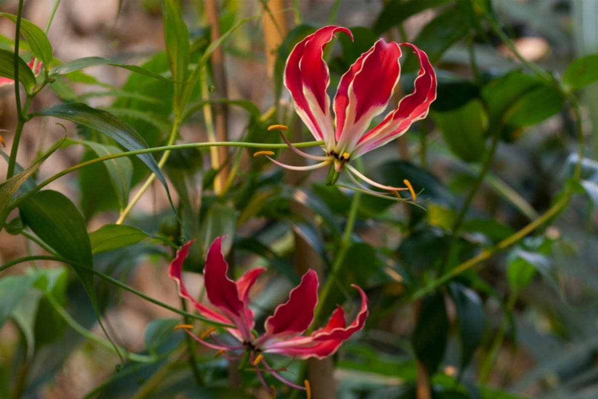 Gloriosa Lily (Gloriosa Superba)