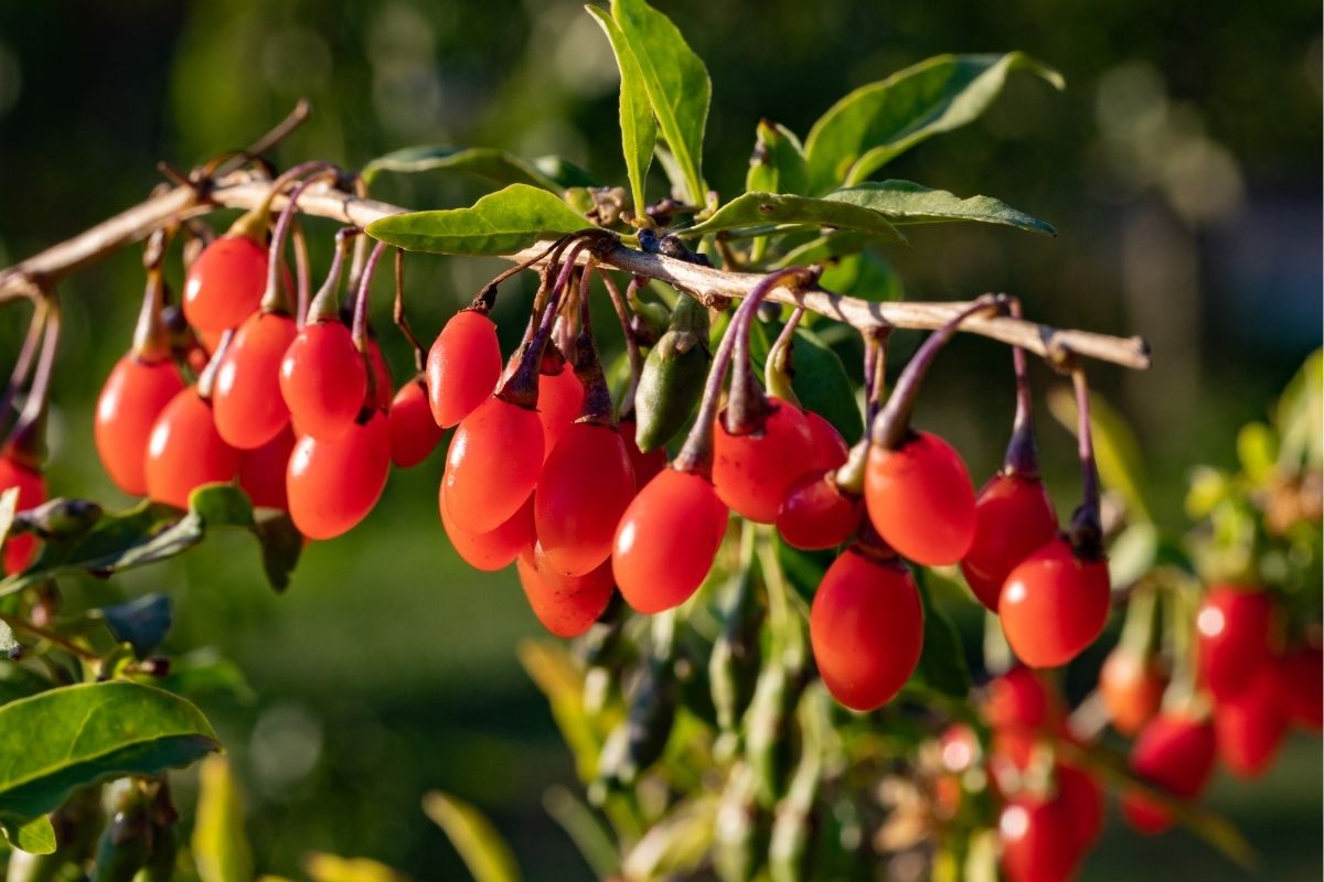 Goji Berries Fruits That Start with G