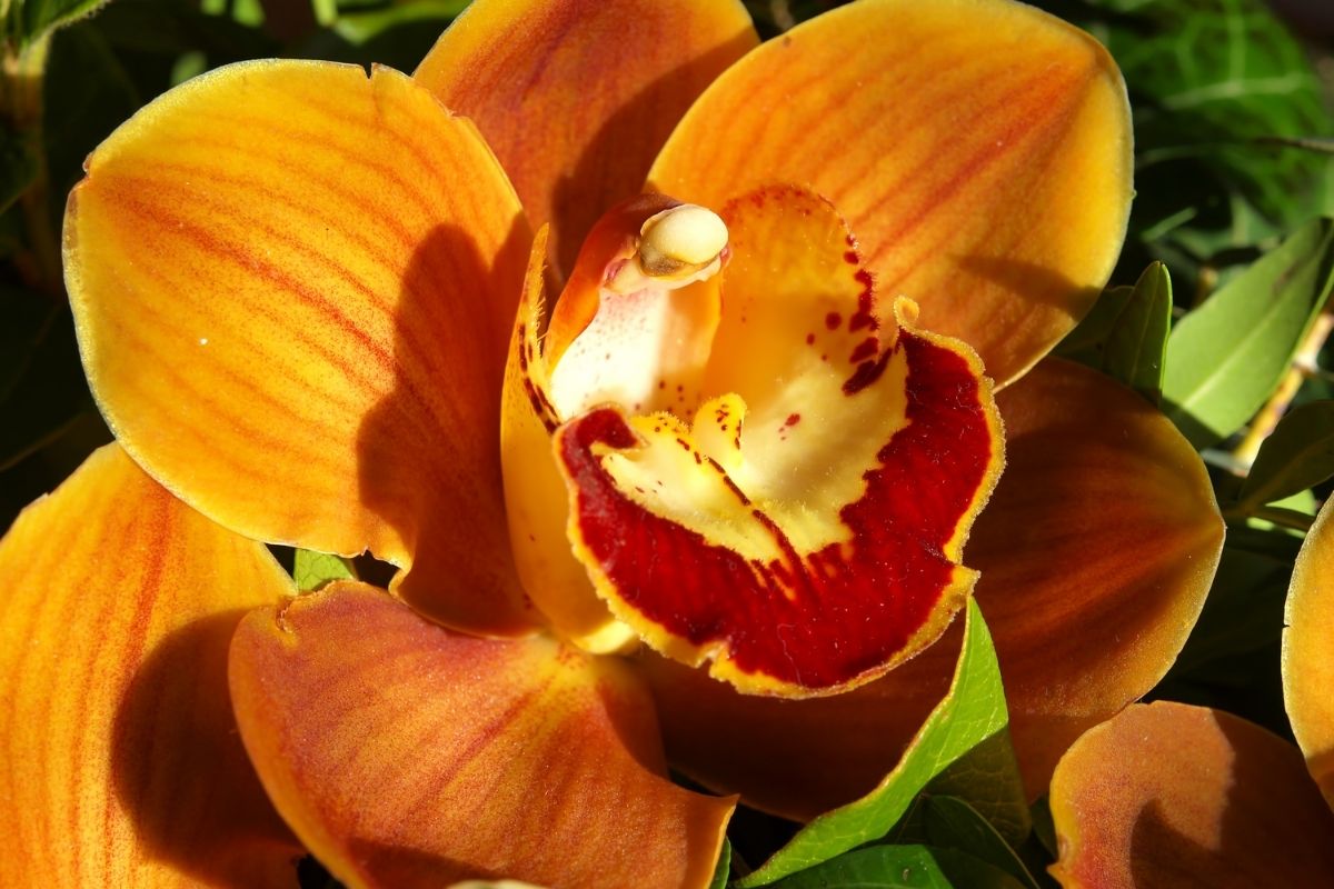 Golden Leaf Edged-Orchid (Cymbidium Floribundum)
