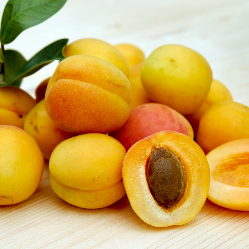 Interesting Apricot Trees