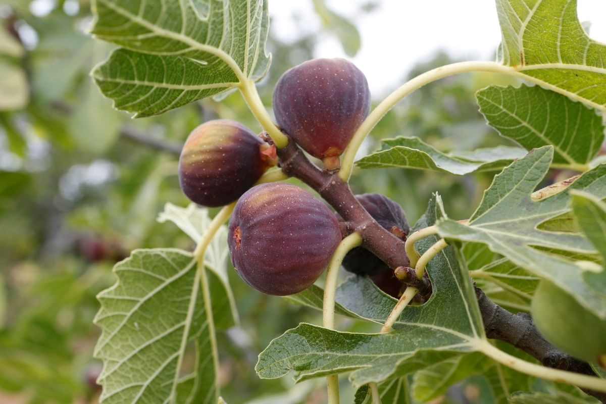 Greek Figs