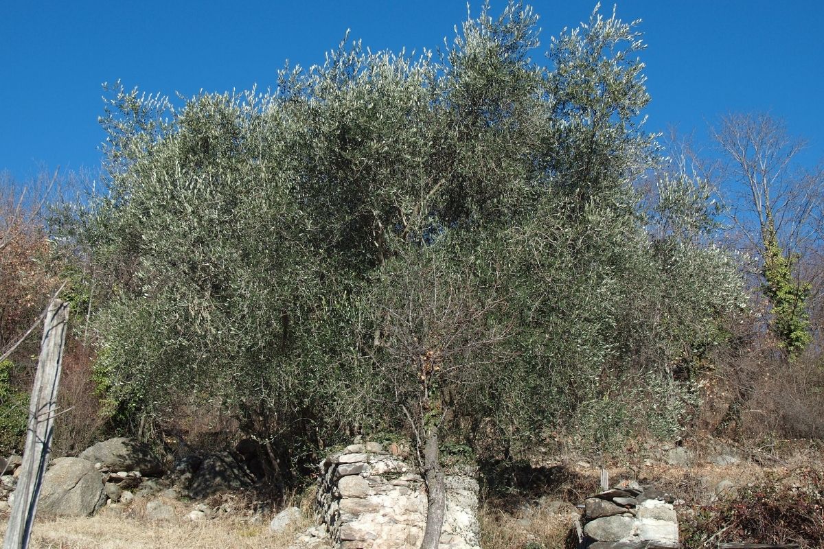 types of greek trees