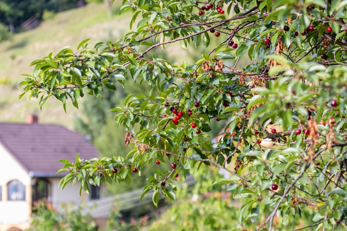 Sour Cherry Tree (Cerasus Vulgaris)