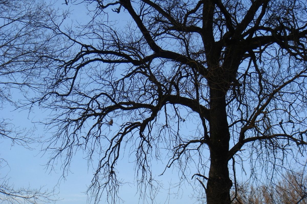 Downy Oak (Quercus Pubescens)