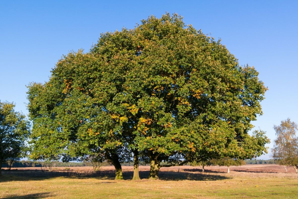 Common Oak (Quercus Robur)