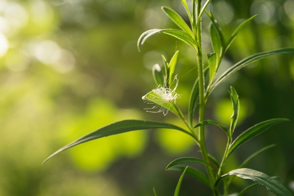 Green Plants