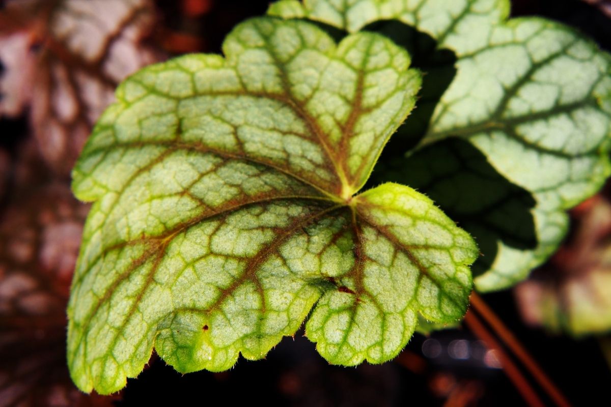 Types Of Coral Bells