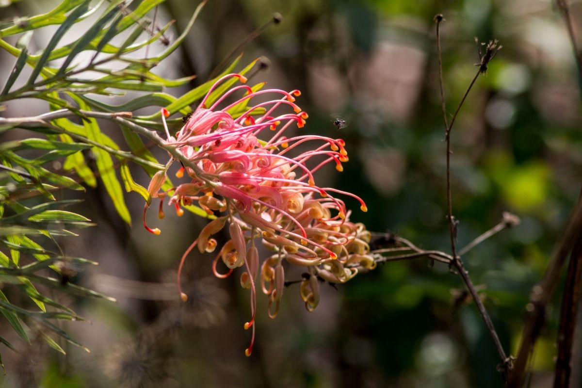 Australian Plants-Grevillea