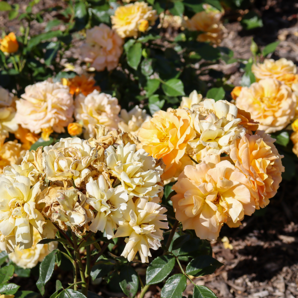 Ground Cover Roses