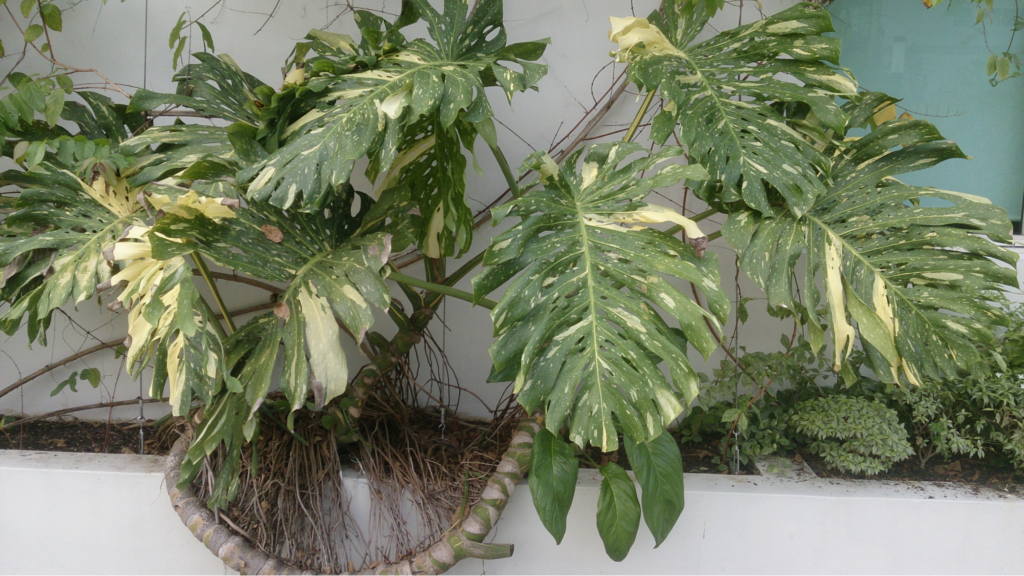 Growth Rate of Monstera 'Albo’