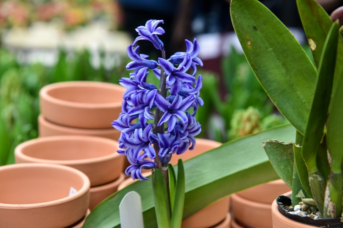 Harmonious And Sweet: The Ultimate Guide To Hyacinth
