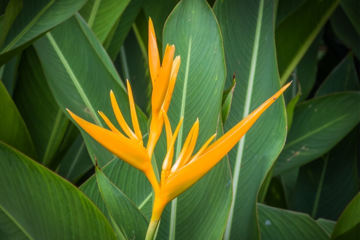 Heliconia Panamanian flowers