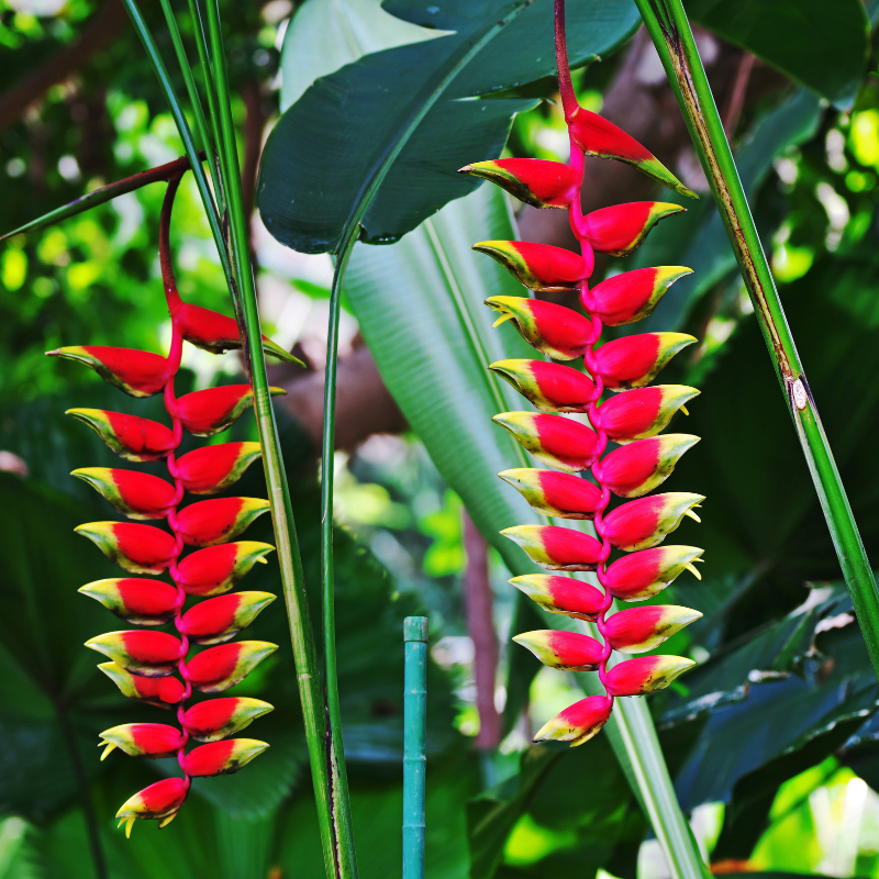 Heliconia