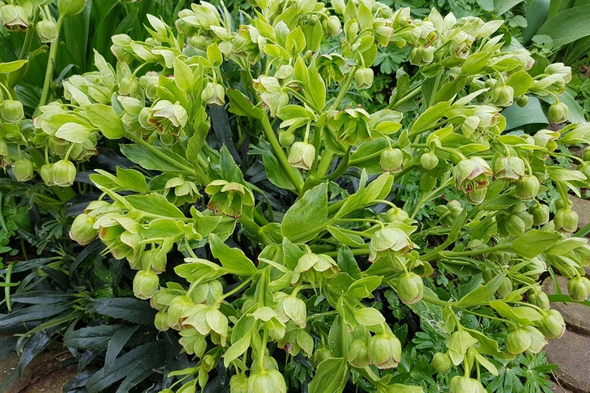 Hellebore (Helleborus Foetidus) Green Plants