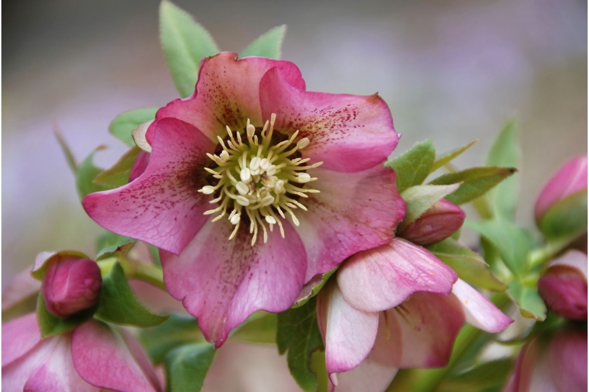 Hellebore (Helleborus Officinalis)