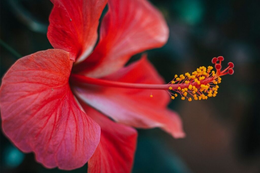 Hibiscus 