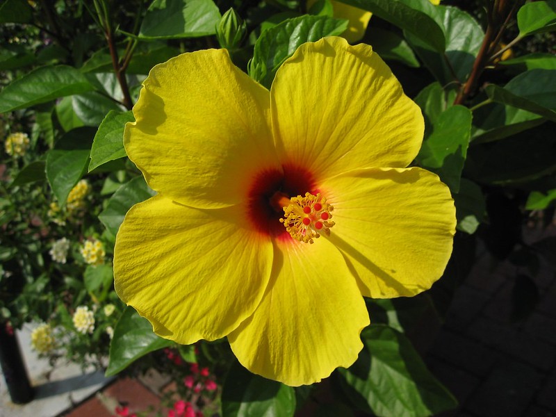 Hibiscus