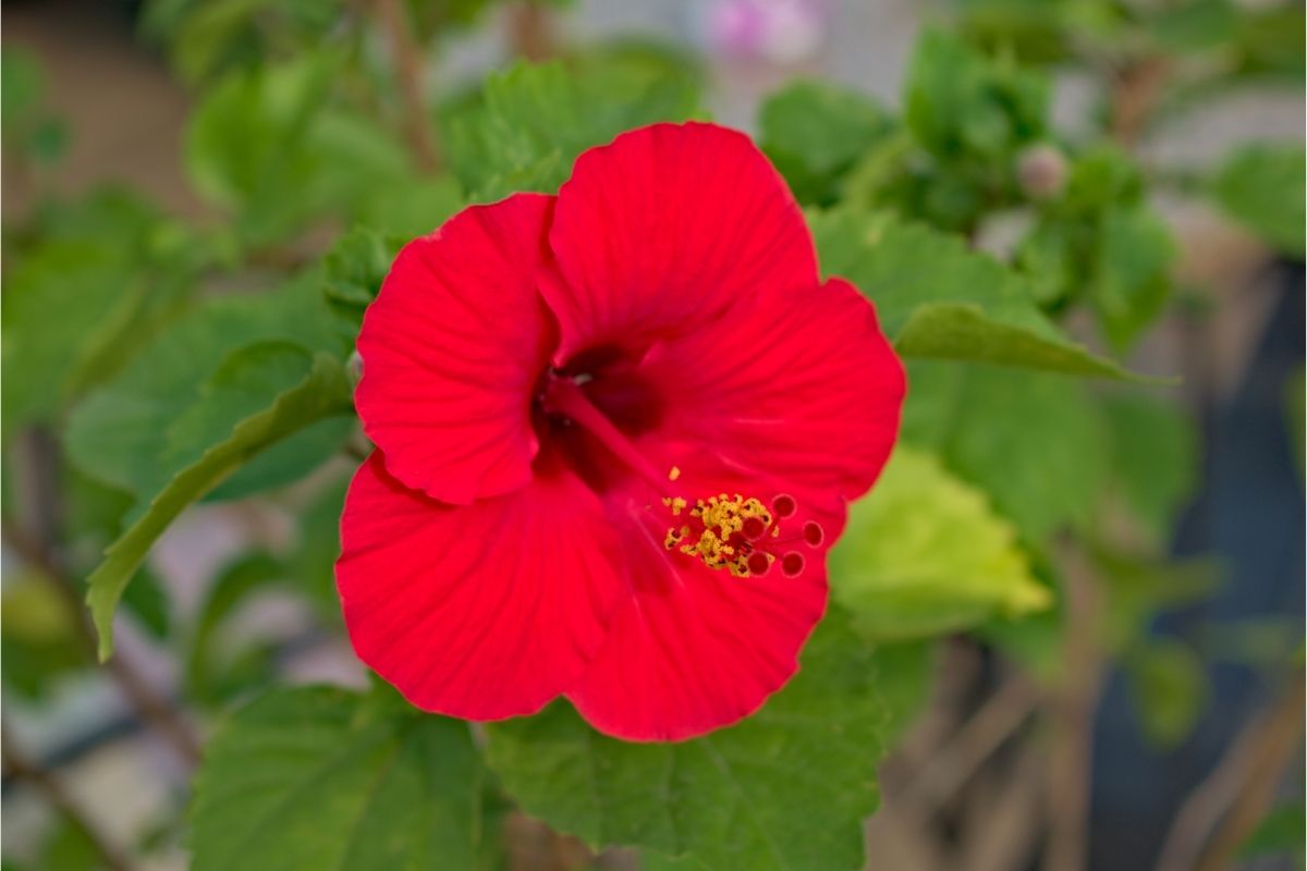 Hibiscus (Hibiscus Rosa-Sinensis)