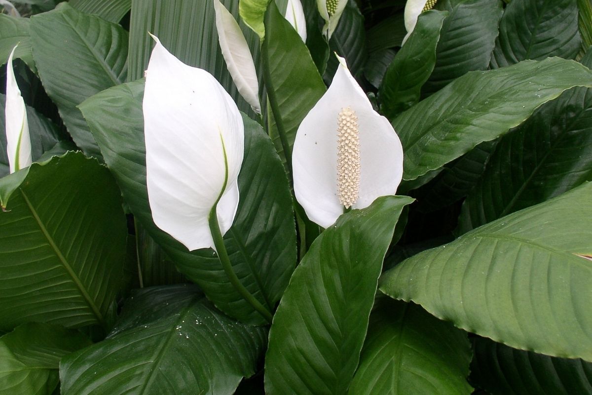 Hold Your Peace: The Ultimate Guide To Peace Lilies
