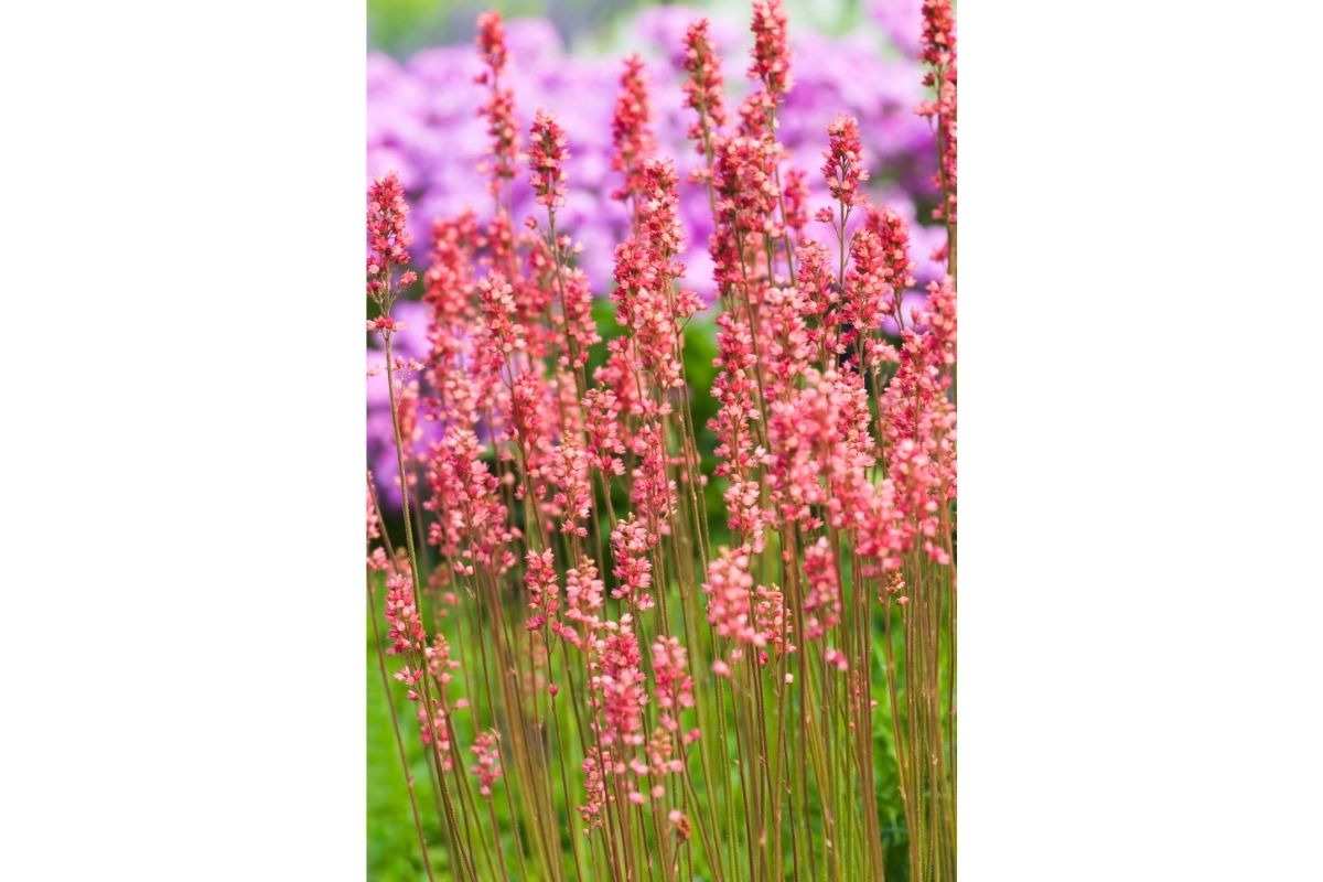 Types Of Coral Bells