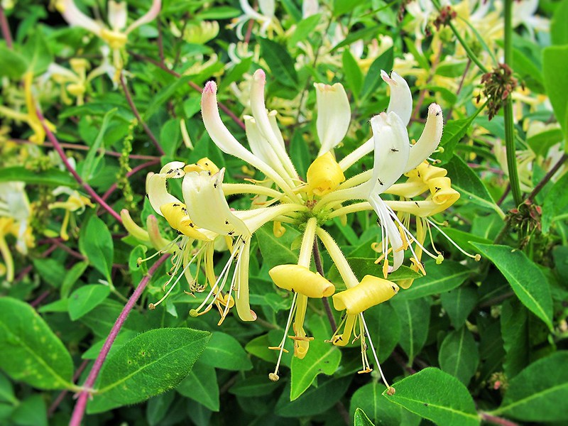 Honeysuckle