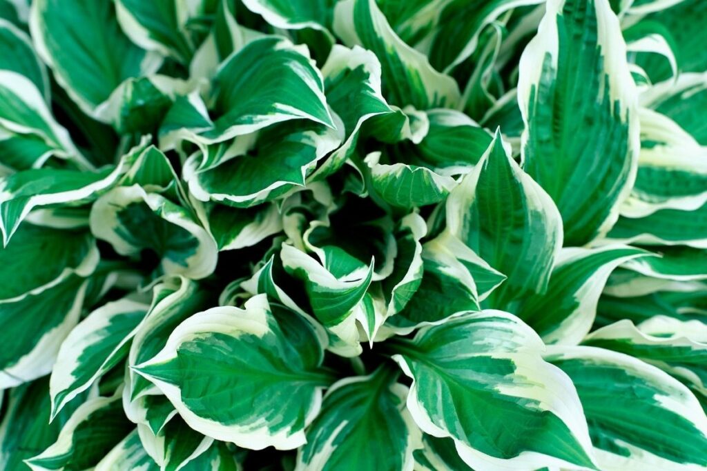 Hosta 