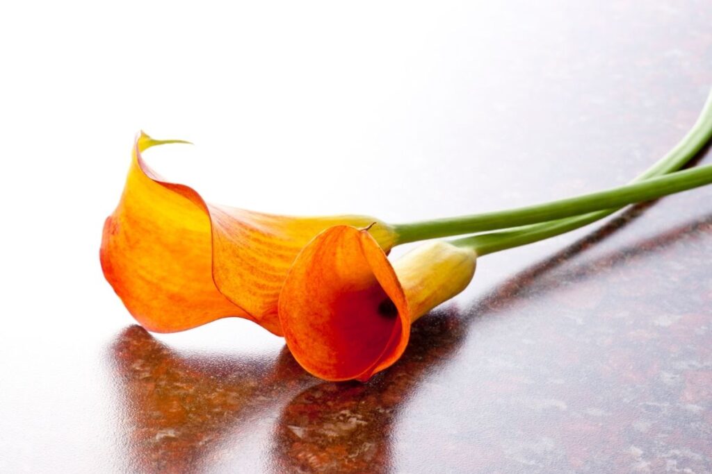 Hot Shot Orange Calla Lily Flower