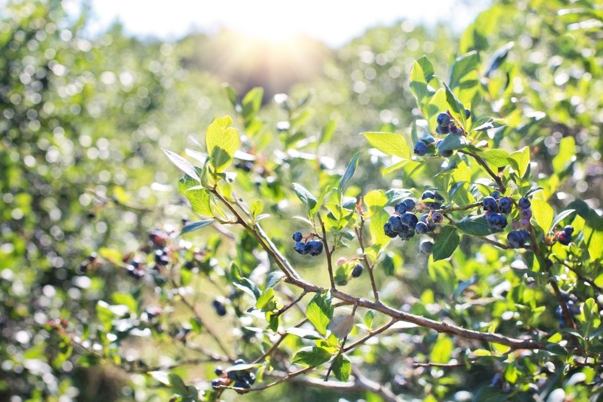 How Do I Prune Different Types of Blueberry Bushes?