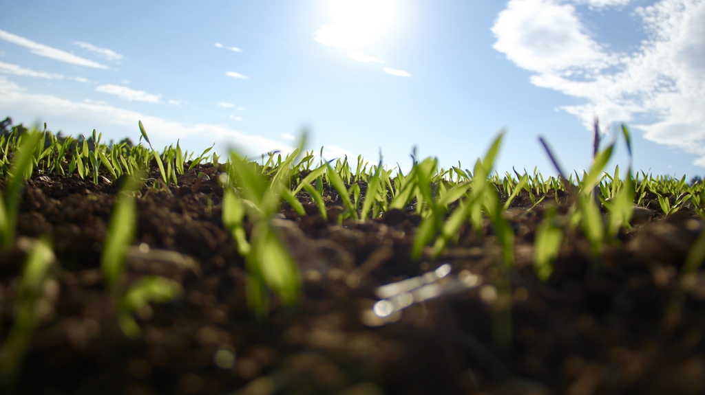 How Long Does It Take For The Grass Seeds To Grow