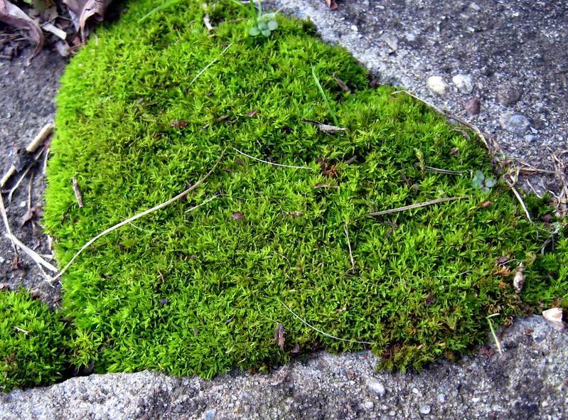 moss naturally