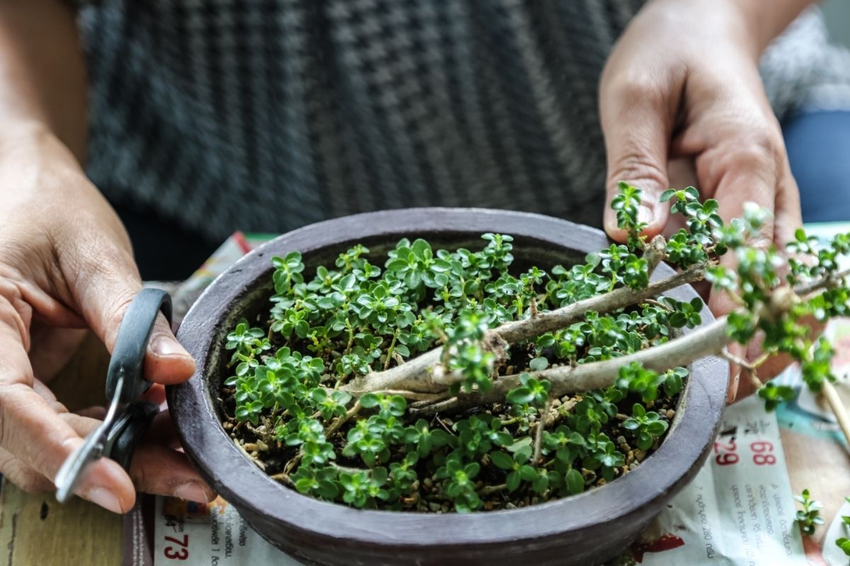 How To Grow Your Own Bonsai Tree