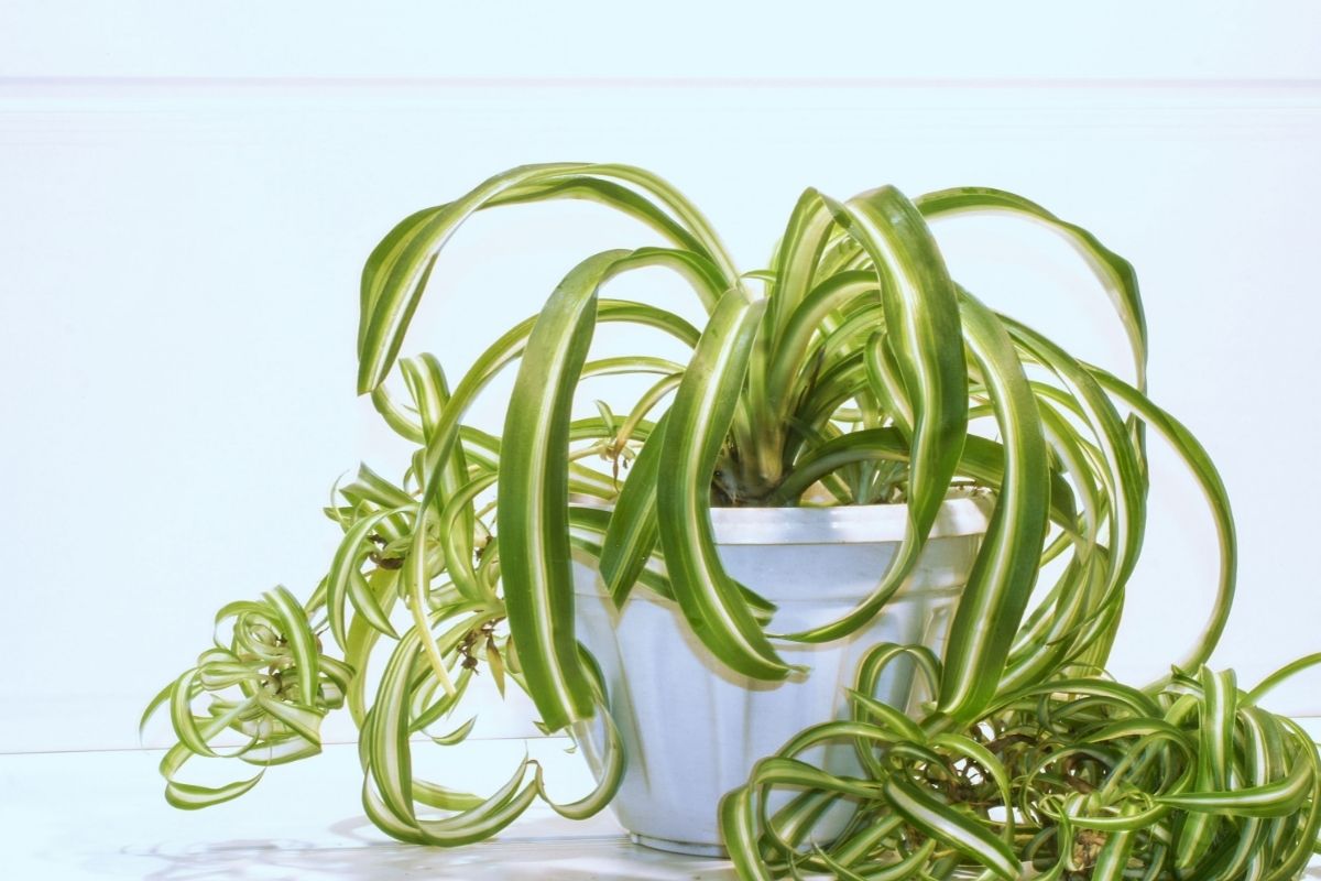 How To Propagate A Spider Plant