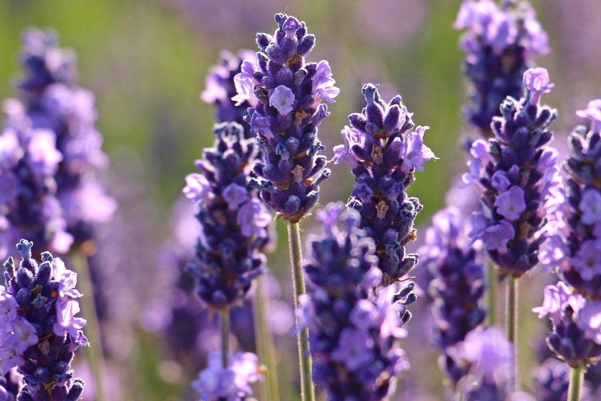 How To Propagate Lavender