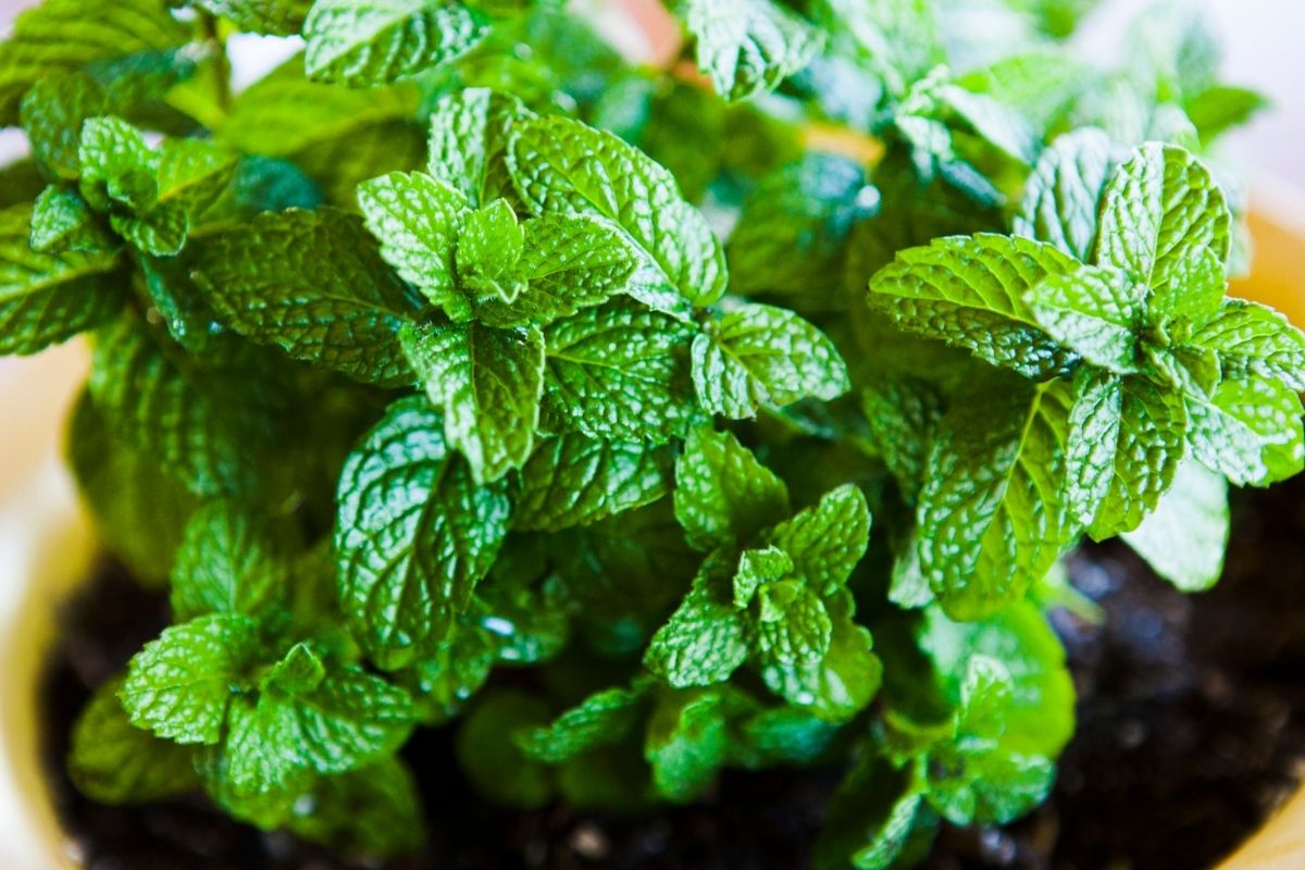 How To Propagate Mint