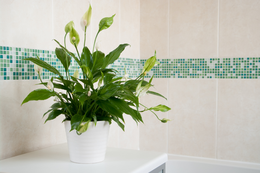 How To Properly Prune A Peace Lily?
