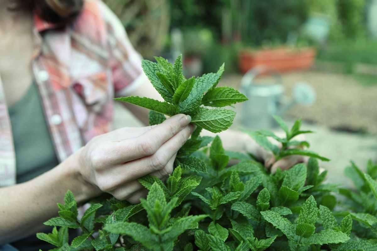 How To Prune Mint
