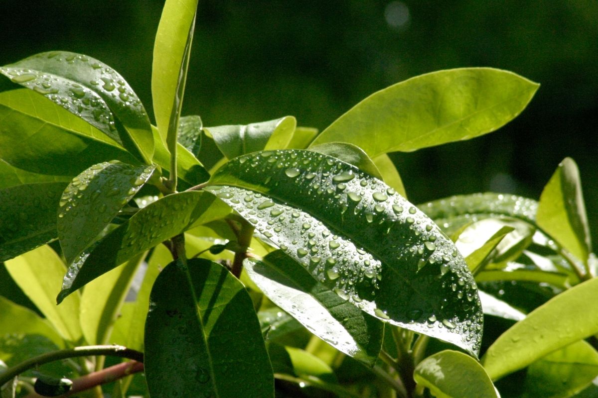 How To Prune Rhododendron