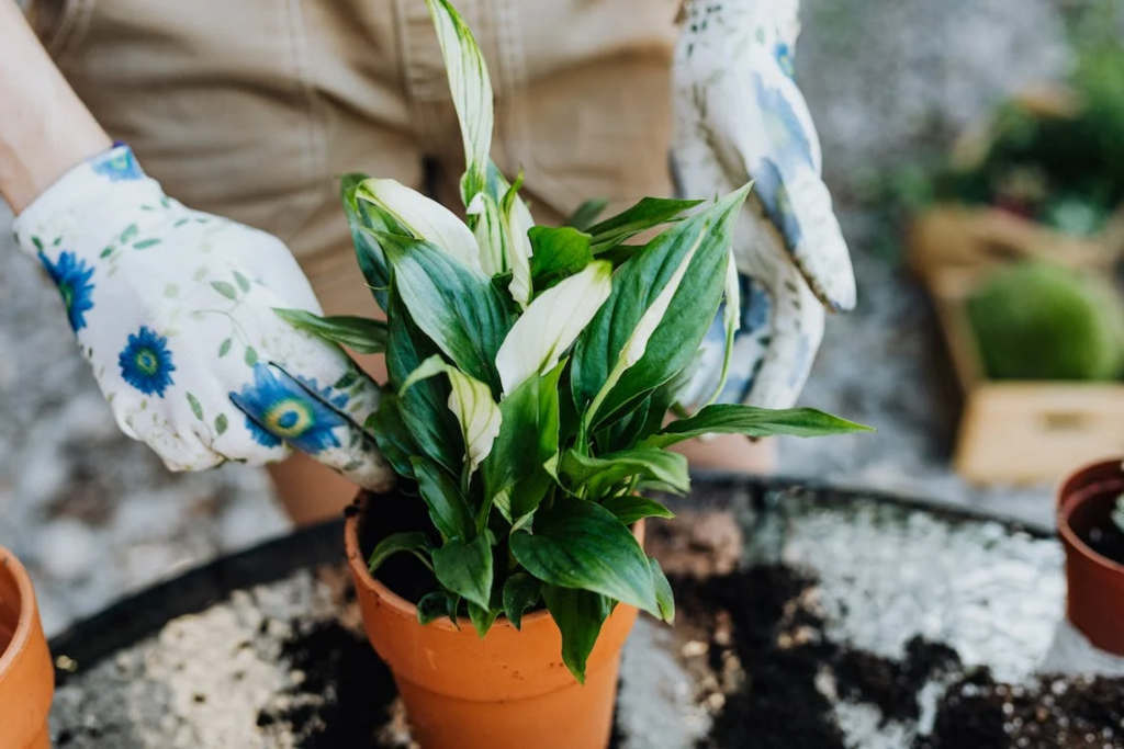 How To Repot A Peace Lily
