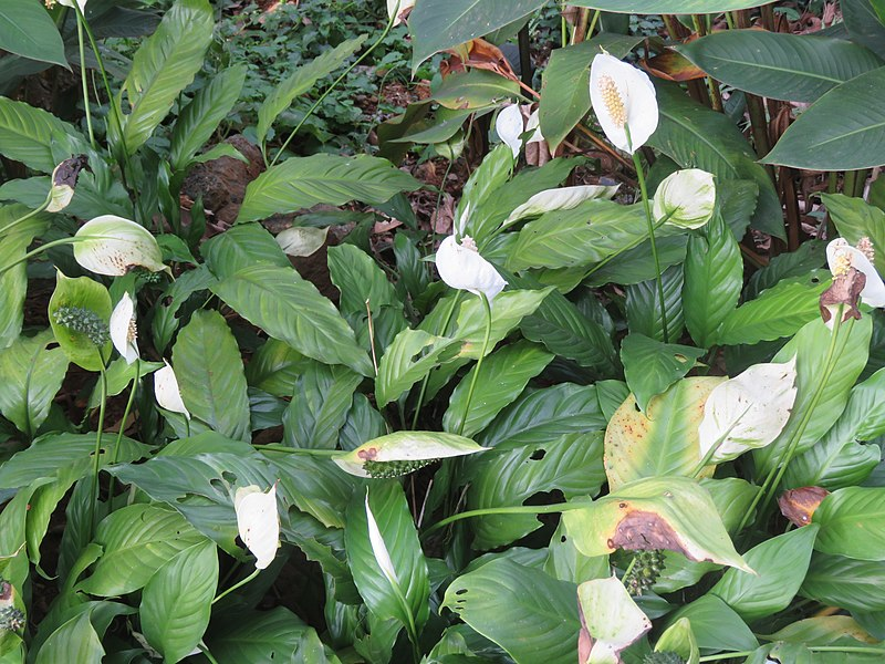 How to save a peace lily with brown leaves