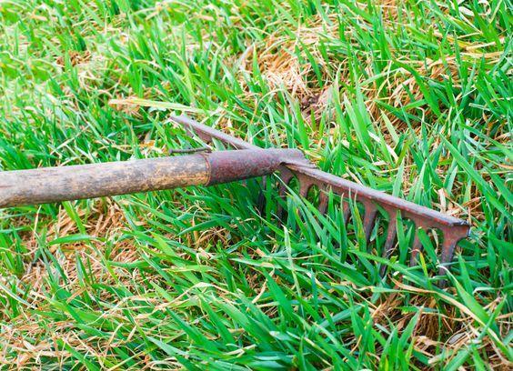 Lawn Dethatching Guide - How To Tell If I Have A Thatch Problem?