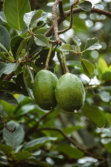 How long does it take for an avocado to grow from seed