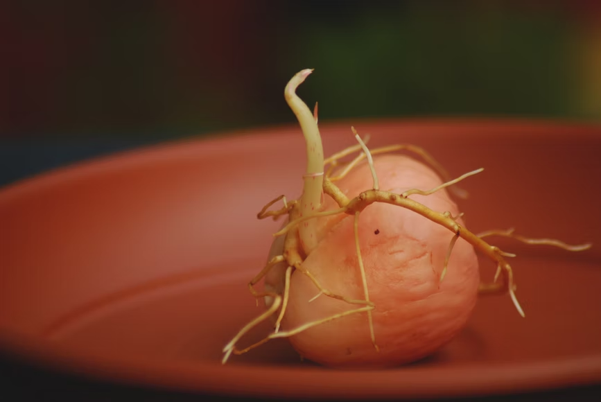 How to Germinate Avocados