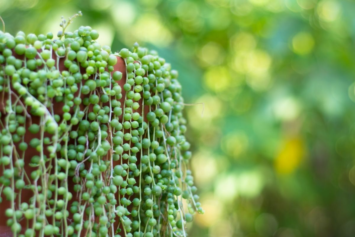 How to Propagate String of Pearls