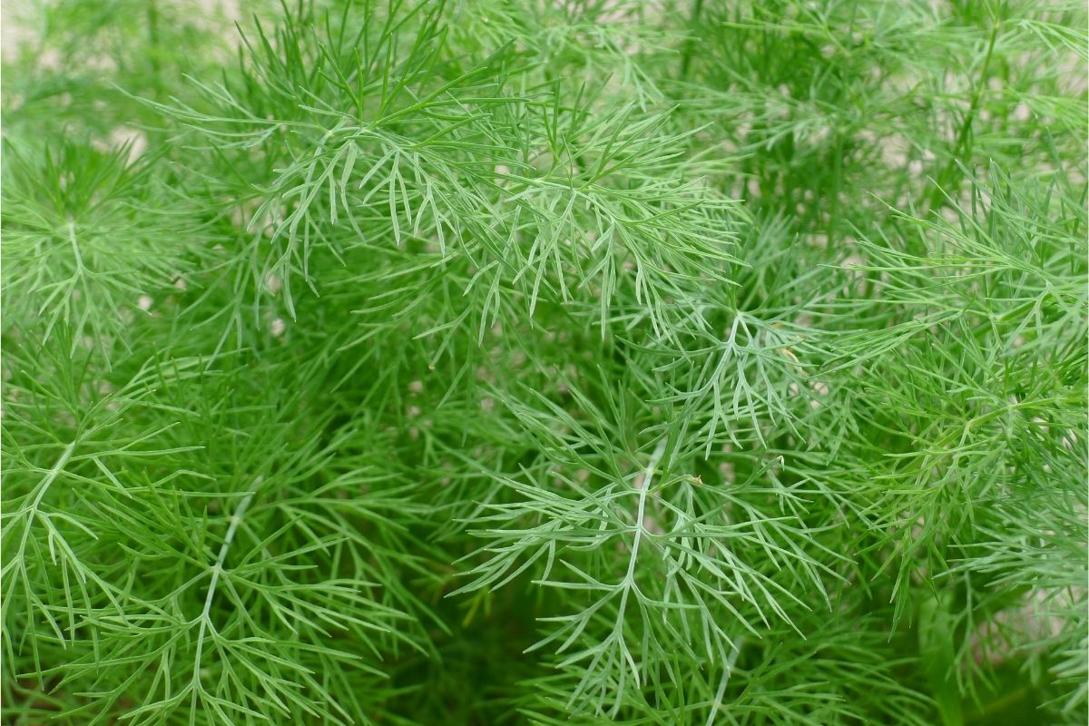 How to Prune Dill