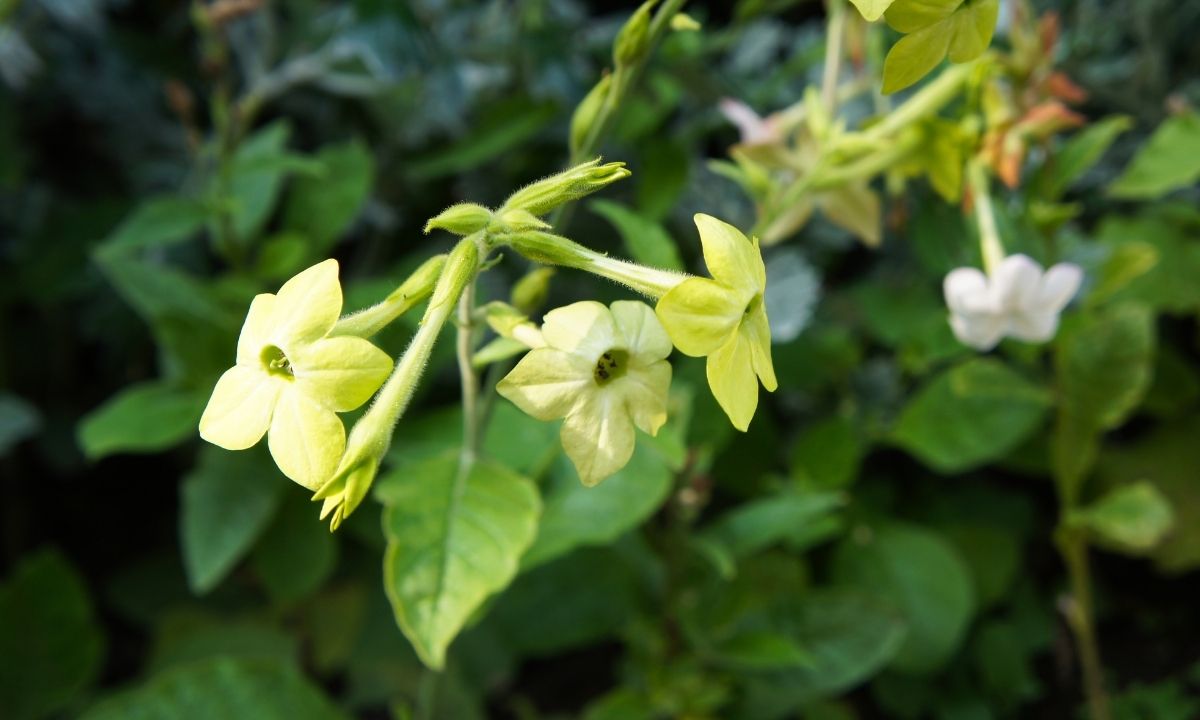 Hummingbird Lemon Lime (Nicotiana Alata) Or Lime Green Tobacco Plant