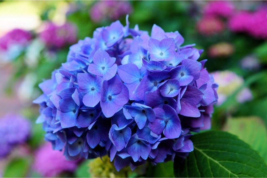 Hydrangea