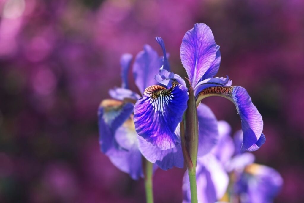 Iris