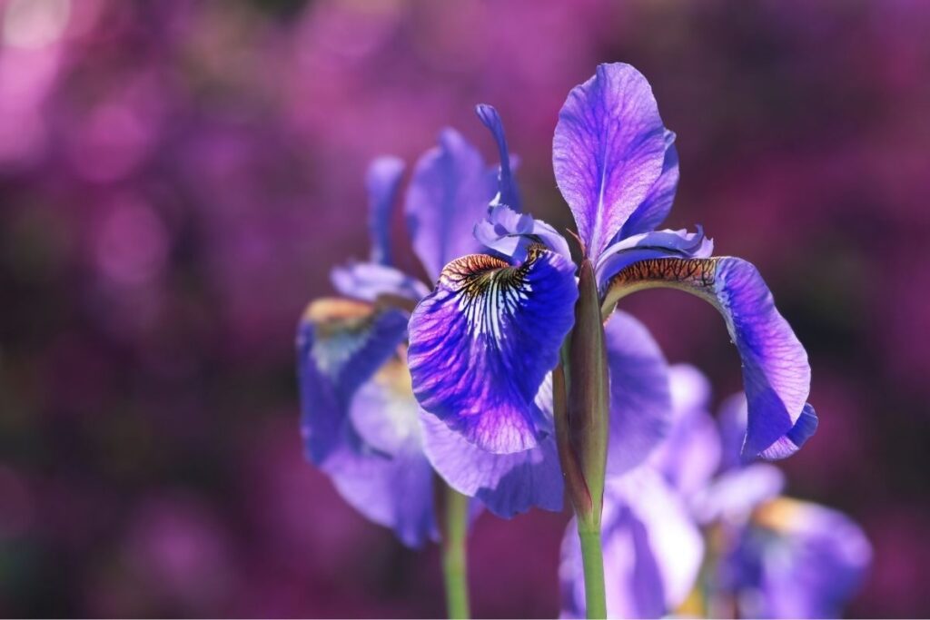 Iris